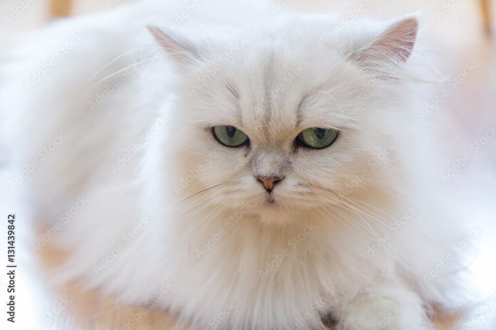 Cute White Persian cats on the floor