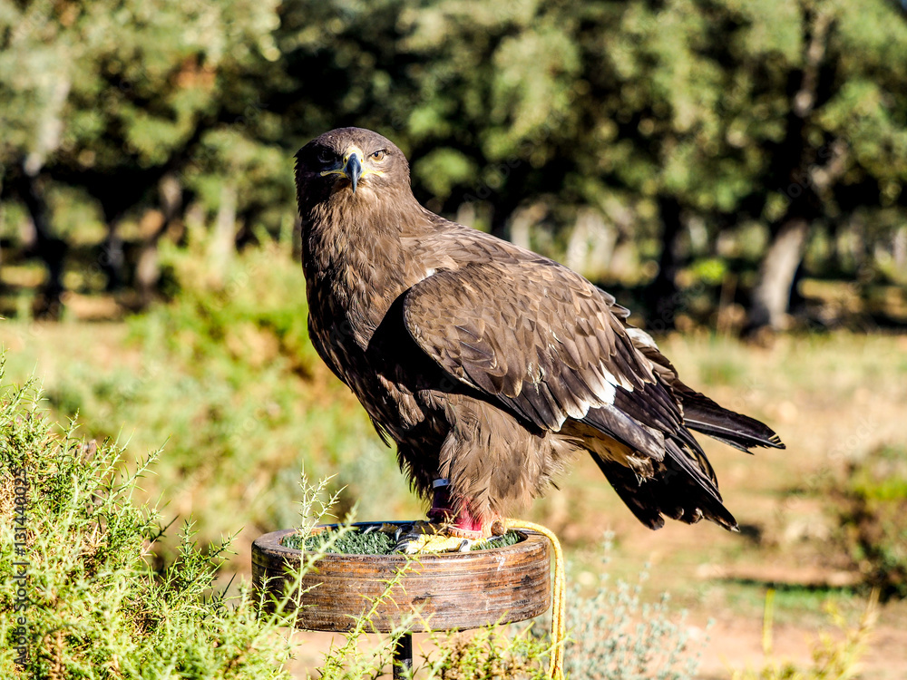 Bird of prey hunting closeup outdoor shot. Birds of prey are found in different countries but also at the zoo Bird of prey hunting closeup outdoor shot. Birds of prey are found in different countries but also at the zoo