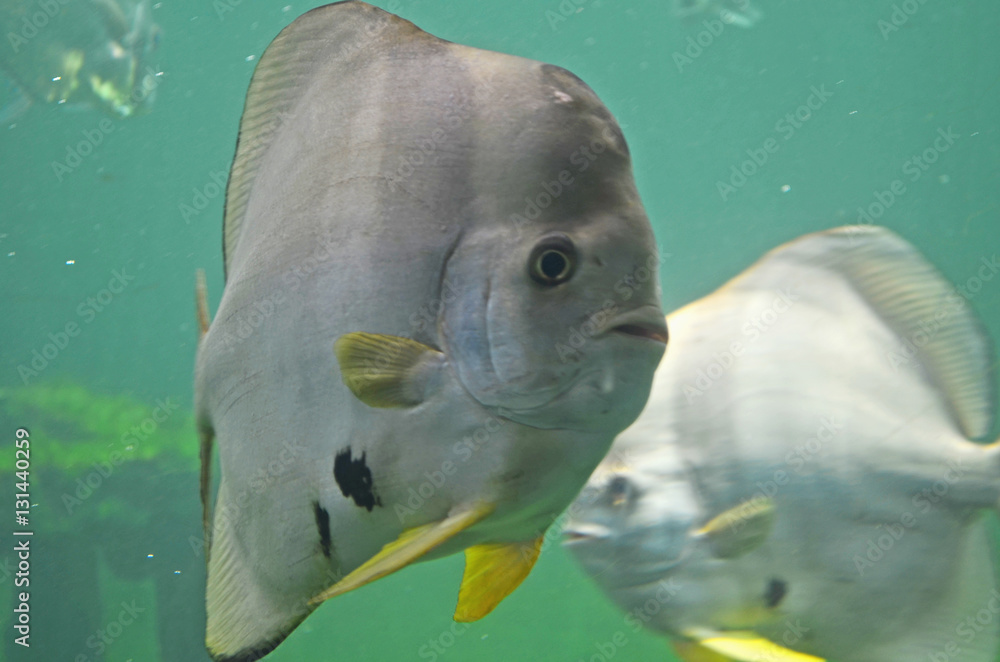 Fototapeta premium sea fish are swimming