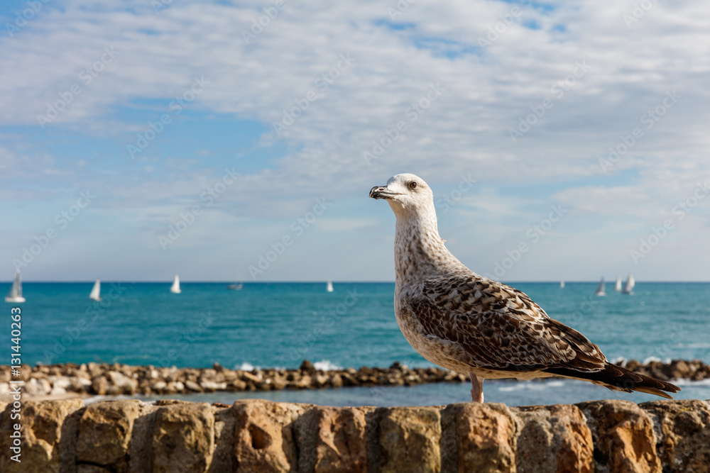 Obraz premium Mouette, Antibes, France 