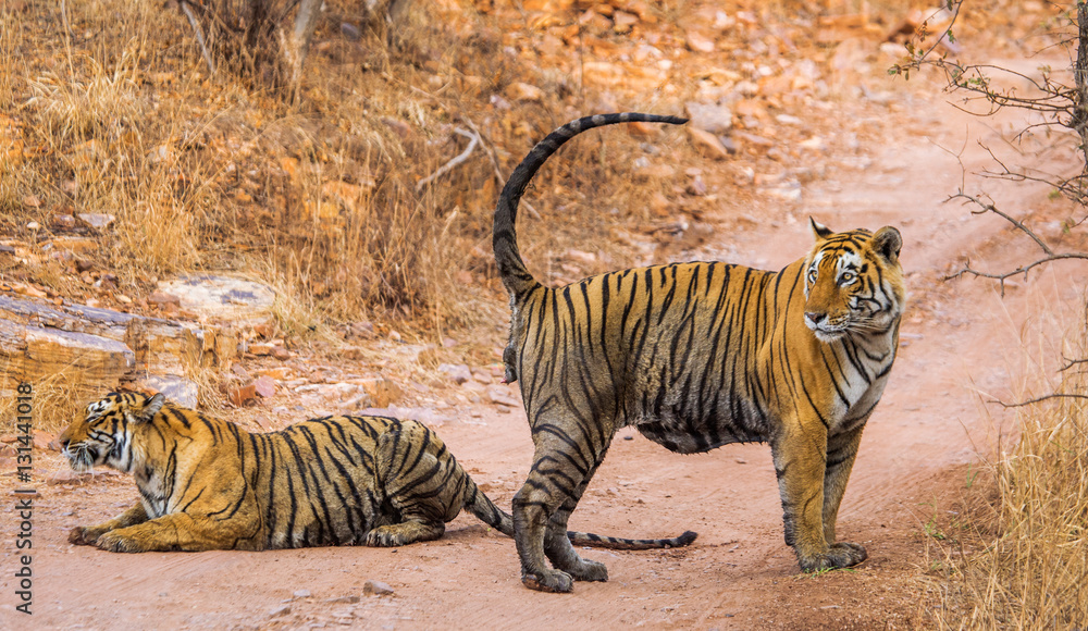 Obraz premium Male and female Bengal tiger playing with each other in the Ranthambore National Park. India. An excellent illustration.