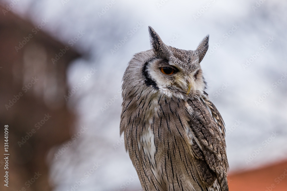 Obraz premium Weißgesichtseule