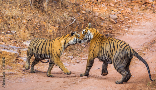 Male and female Bengal tiger playing with each other in the Ranthambore National Park. India. An excellent illustration.