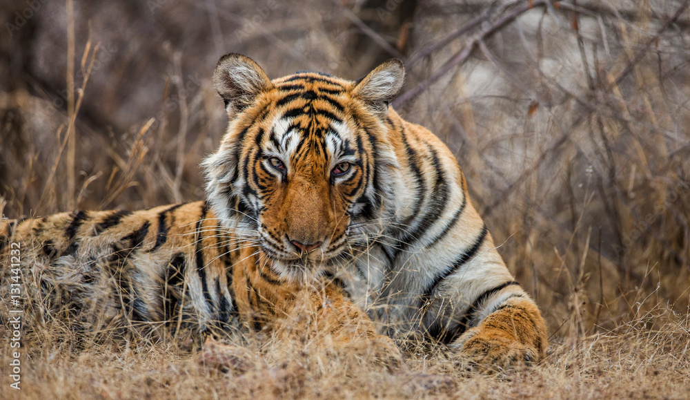 Obraz premium Portrait of a Bengal tiger. Ranthambore National Park. India. An excellent illustration.
