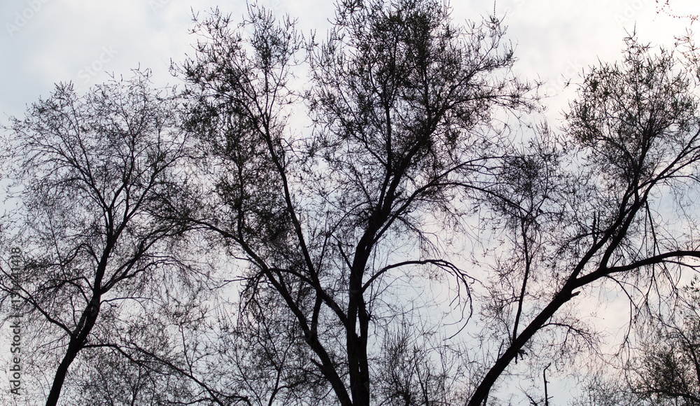 tree branches against the backdrop of the sunset tree branches against the backdrop of the sunset