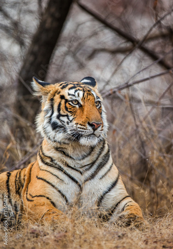 Portrait of a Bengal tiger. Ranthambore National Park. India. An excellent illustration. © gudkovandrey