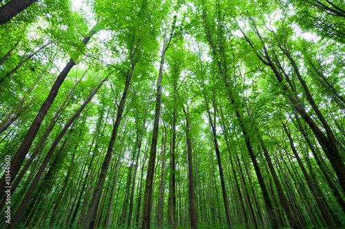 Obraz na plátne spring green forest