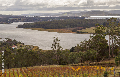 Vineyard and winery on the Tamar river bank viewed from Bradys Lookout, Tasmania photo