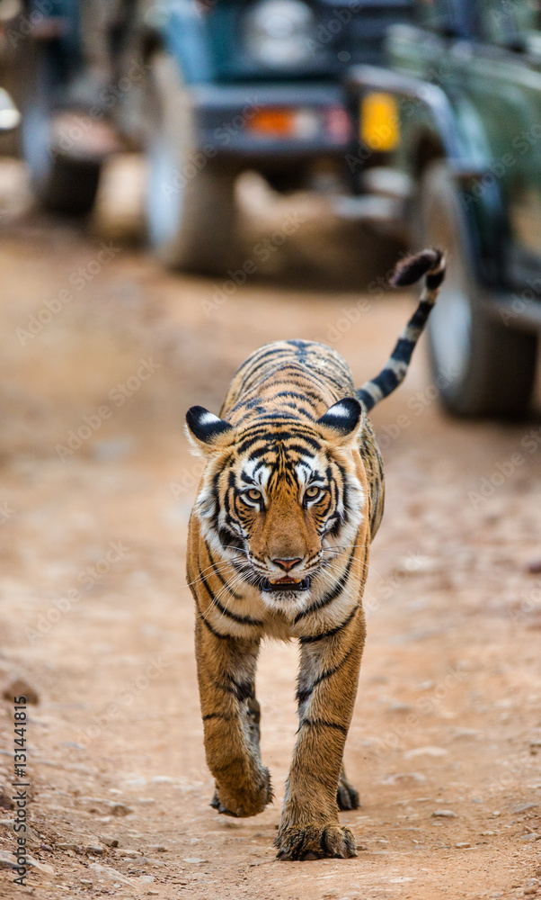 Fototapeta premium Bengal tiger comes along the road on the background of cars with the tourists. Ranthambore National Park. India. An excellent illustration.