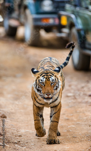 Bengal tiger comes along the road on the background of cars with the tourists. Ranthambore National Park. India. An excellent illustration. photo