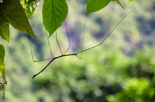 Parc national de Cat Ba - phasme - Vietnam