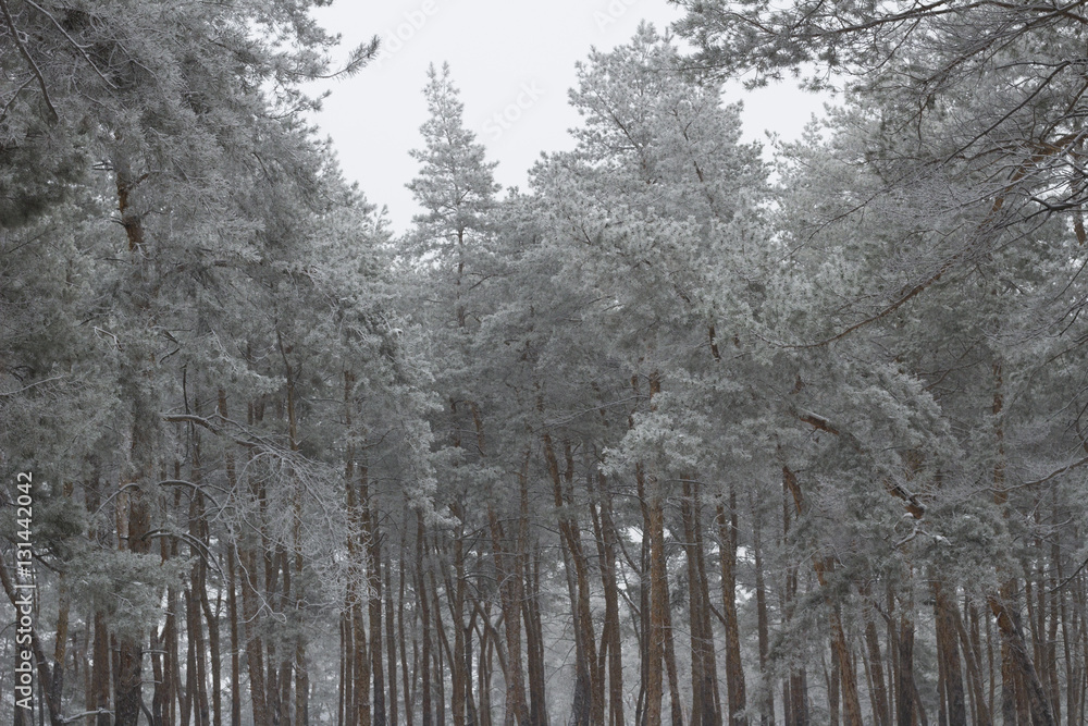 Fototapeta premium cold day in the snowy winter forest