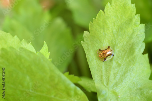 Herb leaves and Gold beetle　ジンガサハムシ
