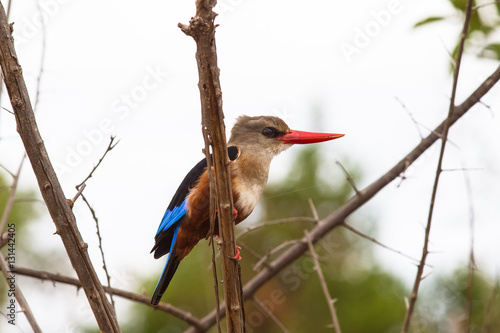 Bright colorful bird. Kingfisher. Kenya, Africa photo