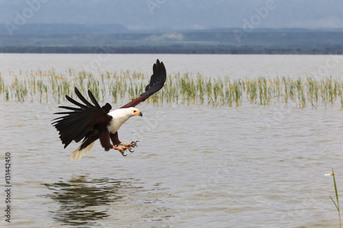 Eagle fisher. Lake Baringo. Kenya, Africa 