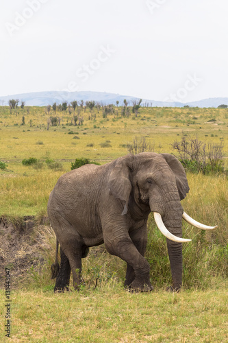Big elephant in the bush. Masai Mara, Kenya. 