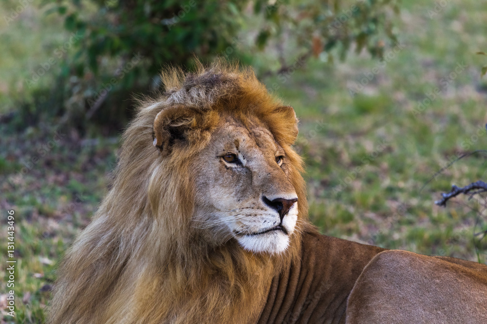 Lion. Big king of beasts. Masai Mara, Kenya Lion. Big king of beasts. Masai Mara, Kenya