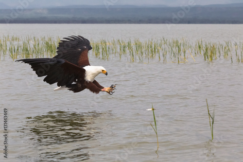 Eagle.  Fish hunter.  Eagle from Lake Baringo. Kenya, Africa	 photo