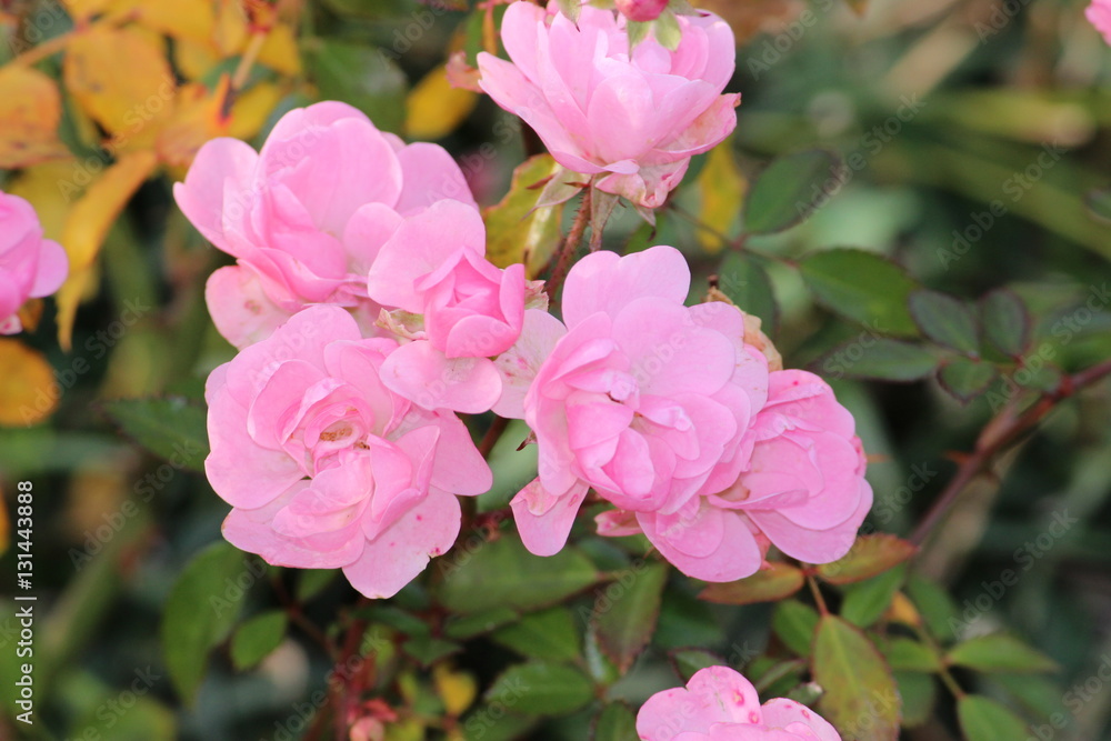 Obraz premium バラ