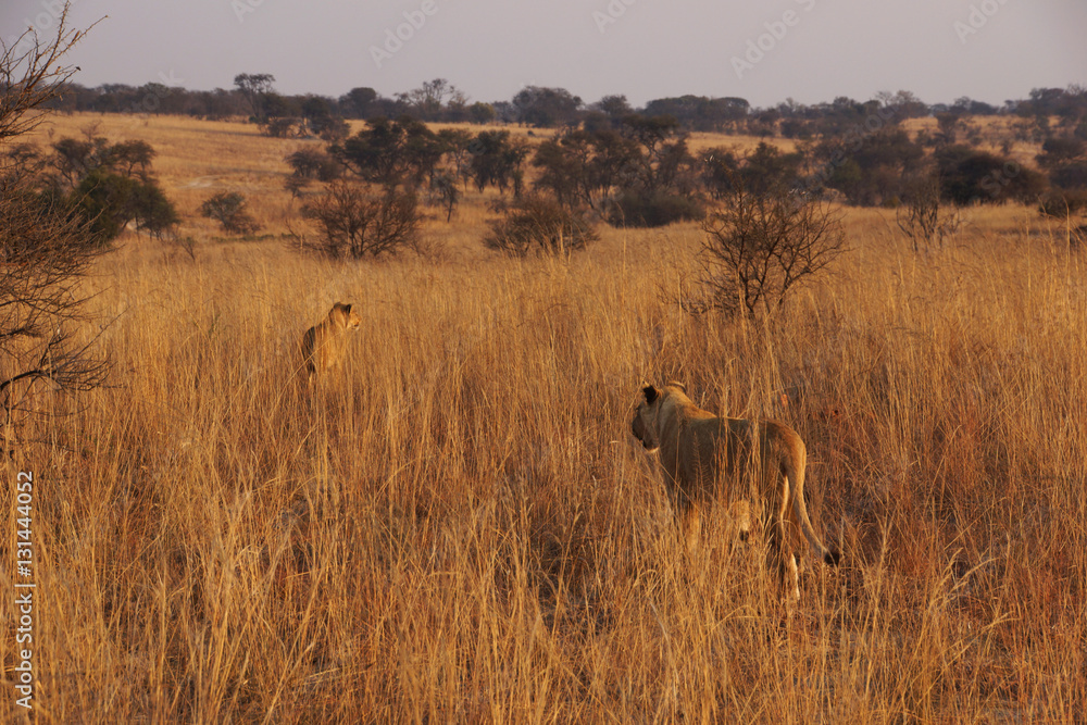 two lionesses are walking in the african savannah two lionesses are walking in the african savannah