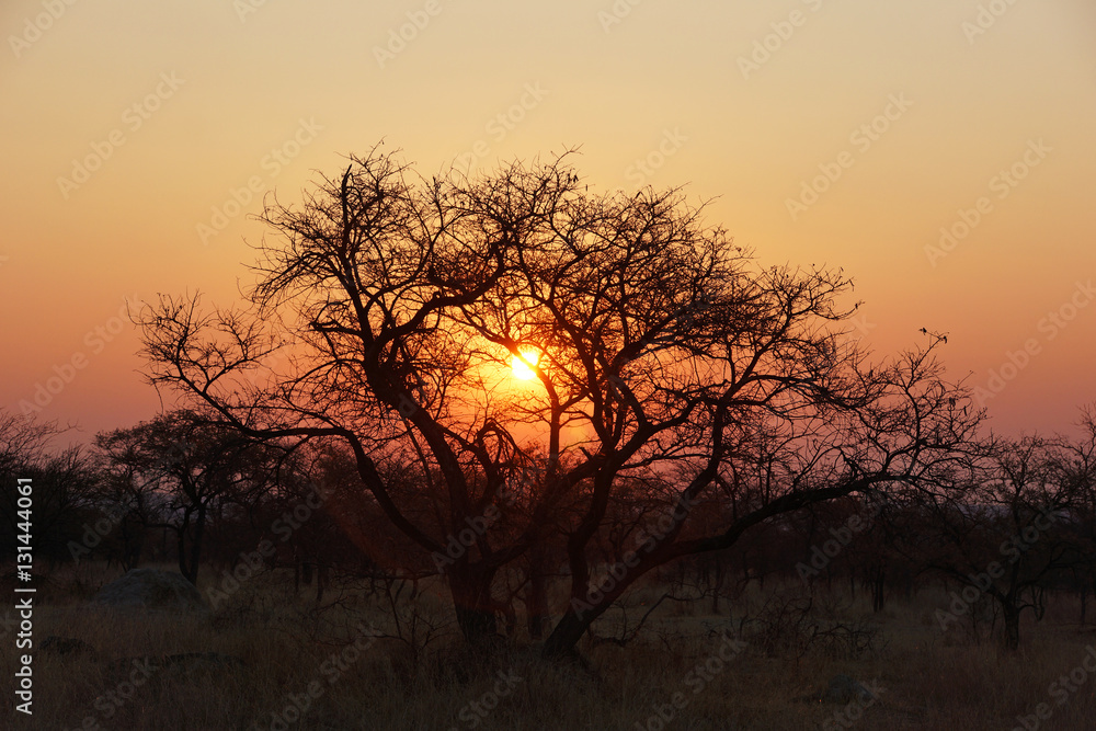 sunset behind a acacia tree in african bush