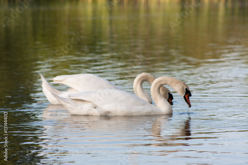 Swans on the lake