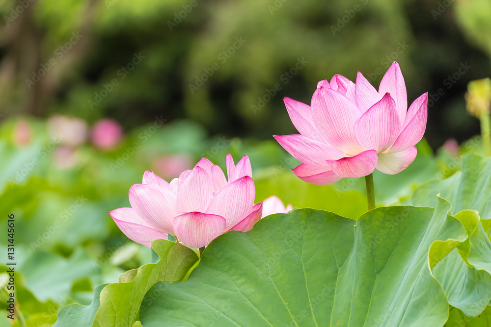 The Lotus Flower.Background is the lotus leaf and lotus flower and tree.Shooting location is the Sankeien in Yokohama, Kanagawa Prefecture Japan. The Lotus Flower.Background is the lotus leaf and lotus flower and tree.Shooting location is the Sankeien in Yokohama, Kanagawa Prefecture Japan.