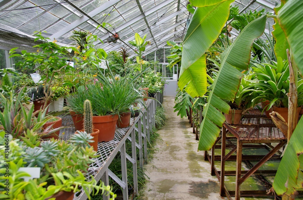 温室で栽培中の植物 温室で栽培中の植物