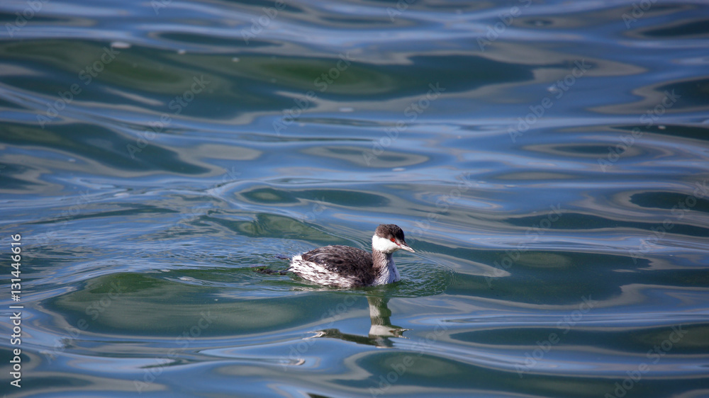 Horned grebe swimming in blue water