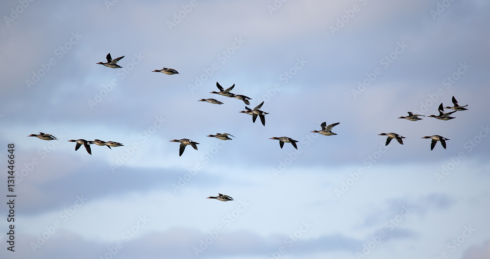 Flock of red-breasted mergansers flying against a cloudy sky Flock of red-breasted mergansers flying against a cloudy sky