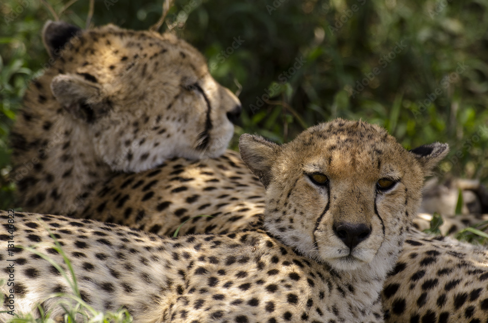 Guépard, Acinonyx jubatus, parc national du Serengeti, Tanzanie Guépard, Acinonyx jubatus, parc national du Serengeti, Tanzanie