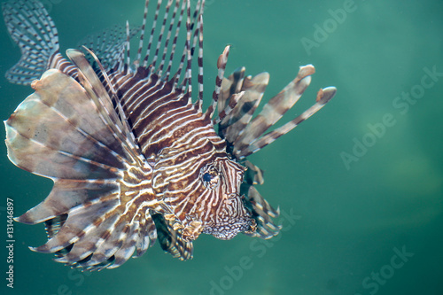 fish lionfish
