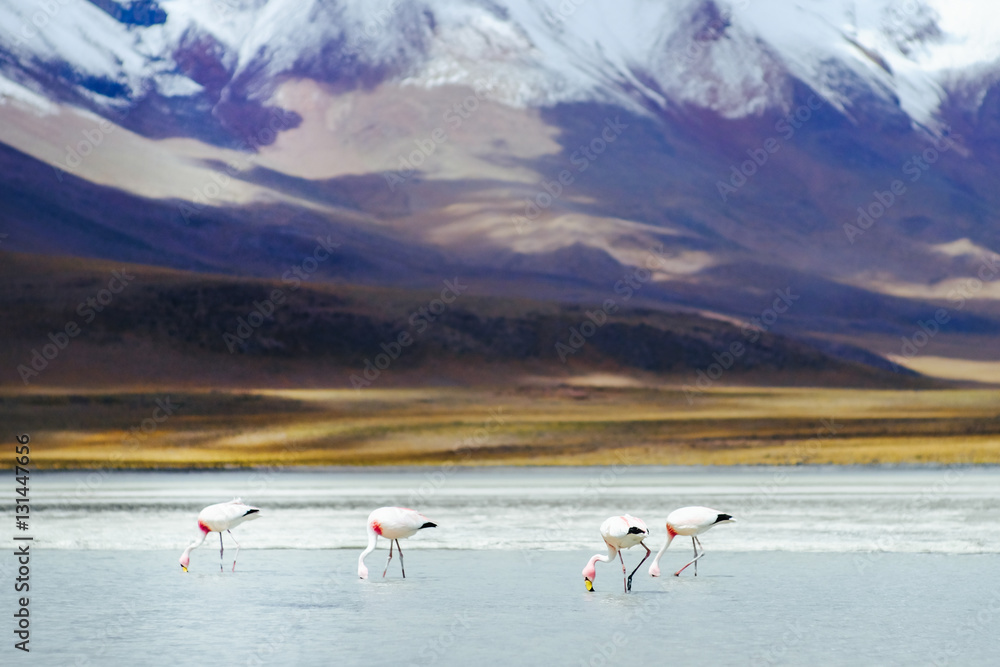 Flamingos in the Andes (2)
