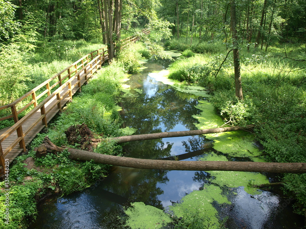 Obraz premium Królewskie Źródła reserve, Poland