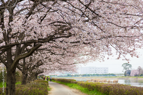 日本の桜の風景　権現堂堤