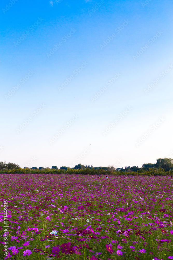 Cosmos field in Japan