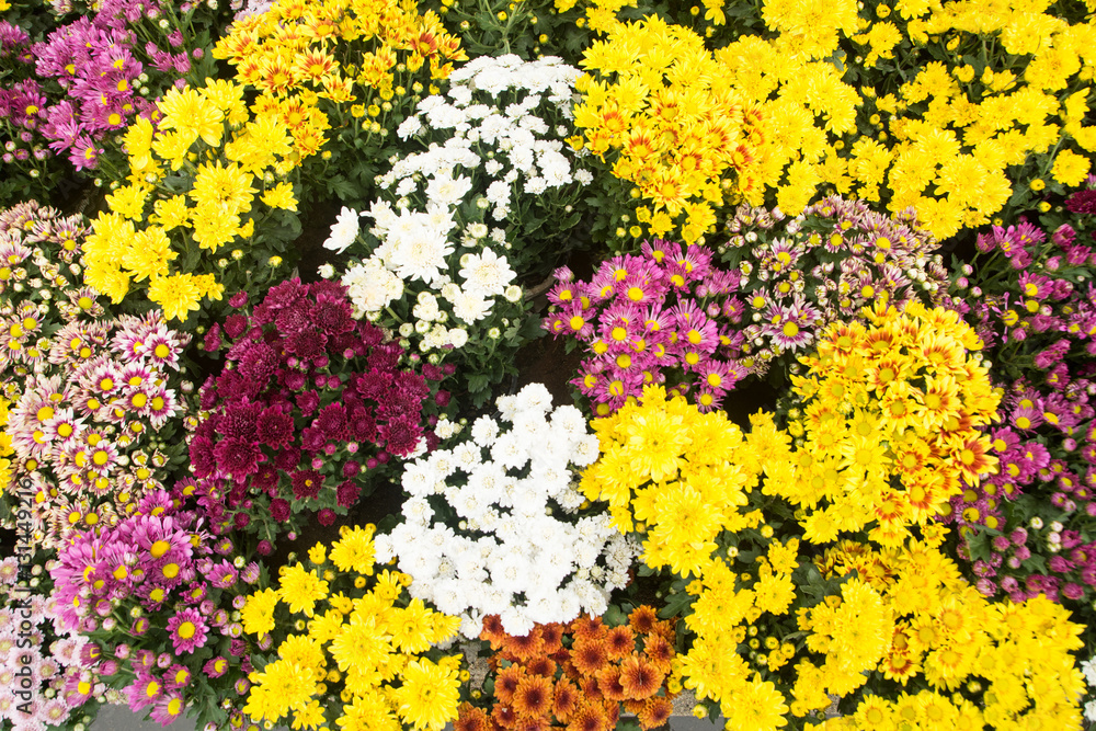 Group of colorful flowers ,Colorful flowers background