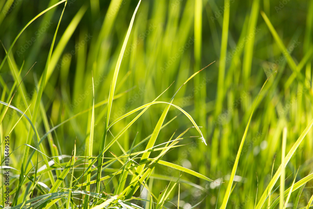 green grass in nature green grass in nature