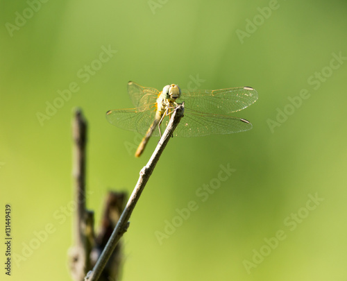 dragonfly in nature © schankz
