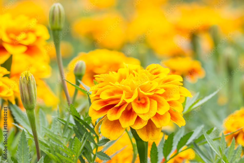 Orange flowers, French marigolds. Orange flowers, French marigolds.
