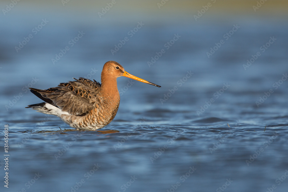 Black-tailed Godwit Black-tailed Godwit