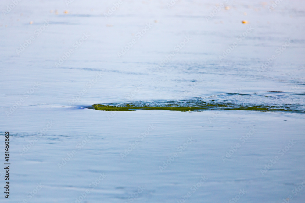 Fototapeta premium smooth surface of the water as a background