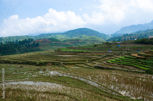 rizi  res en terrasse - Sa Pa - Vietnam