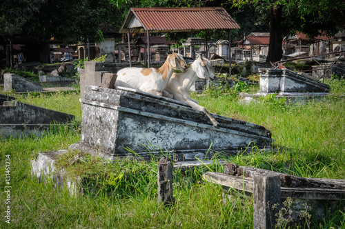 Two goats in cemetery