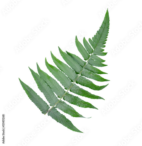 Fern leaf isolated on white background
