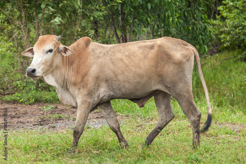 cow, ox in the green field cow, ox in the green field