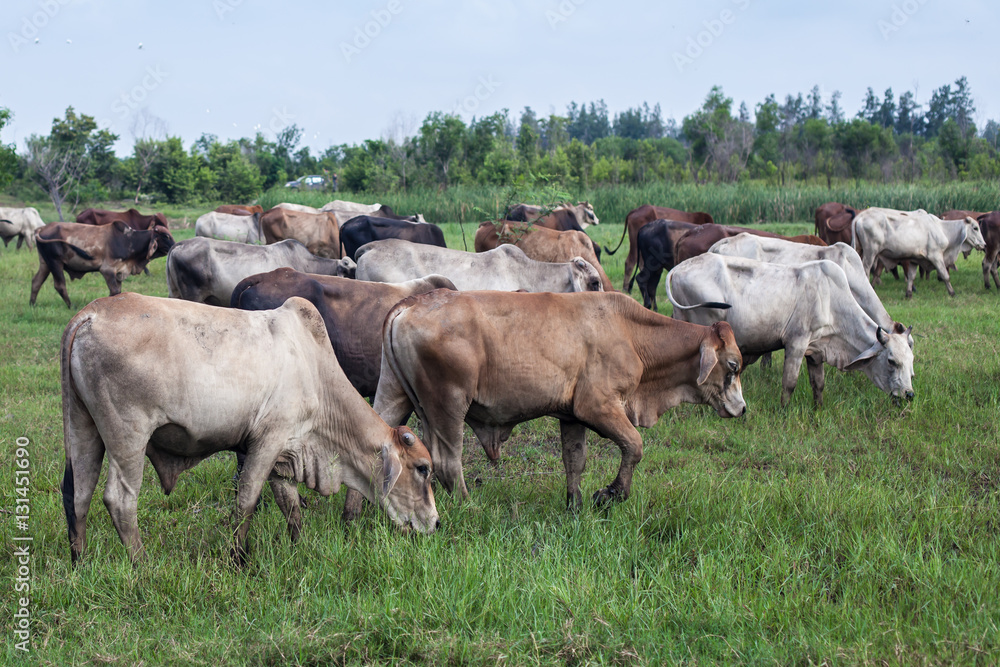 Obraz premium cow, ox and buffalo in the green field