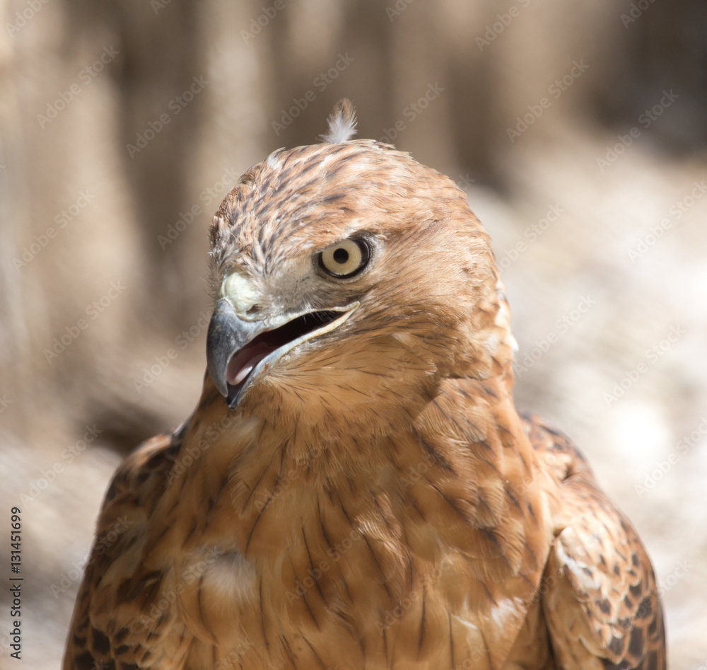 Portrait of an eagle in the zoo Portrait of an eagle in the zoo