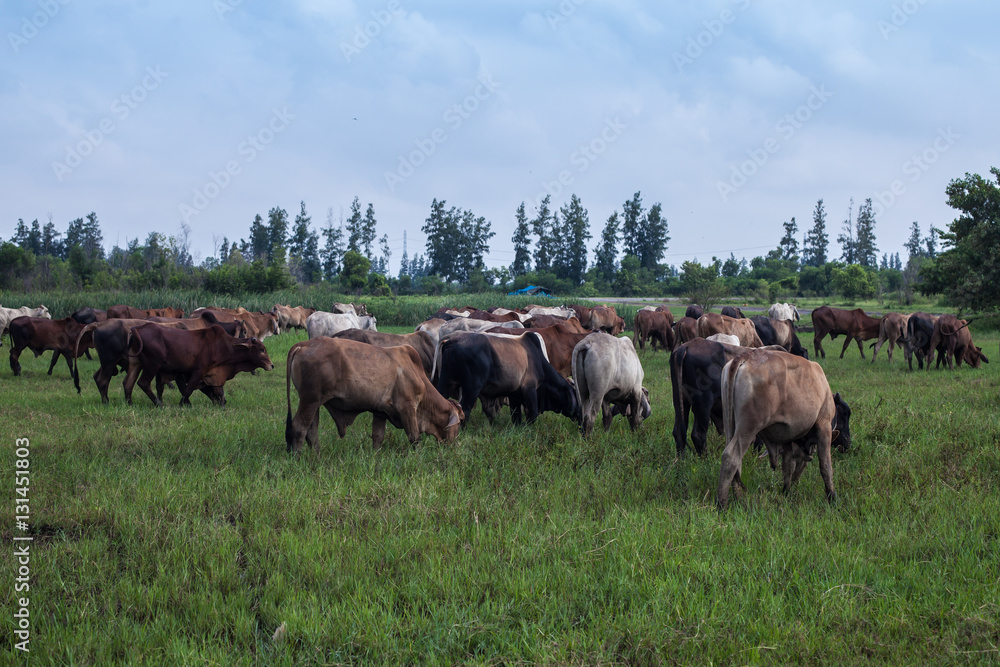 cow, ox and buffalo in the green field