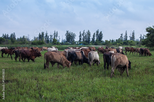 Fototapeta Naklejka Na Ścianę i Meble -  cow, ox and buffalo in the green field